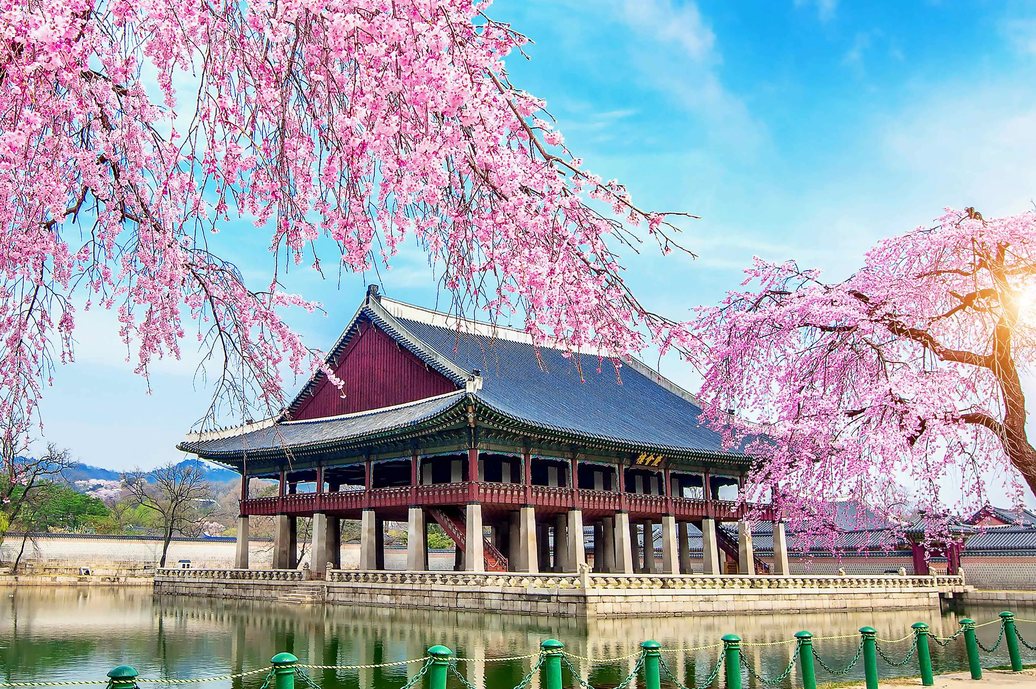gyeongbokgung-palace-with-cherry-blossom-spring-seoul-korea_11zon (1).webp